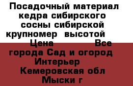 Посадочный материал кедра сибирского (сосны сибирской) крупномер, высотой 3-3.5  › Цена ­ 19 800 - Все города Сад и огород » Интерьер   . Кемеровская обл.,Мыски г.